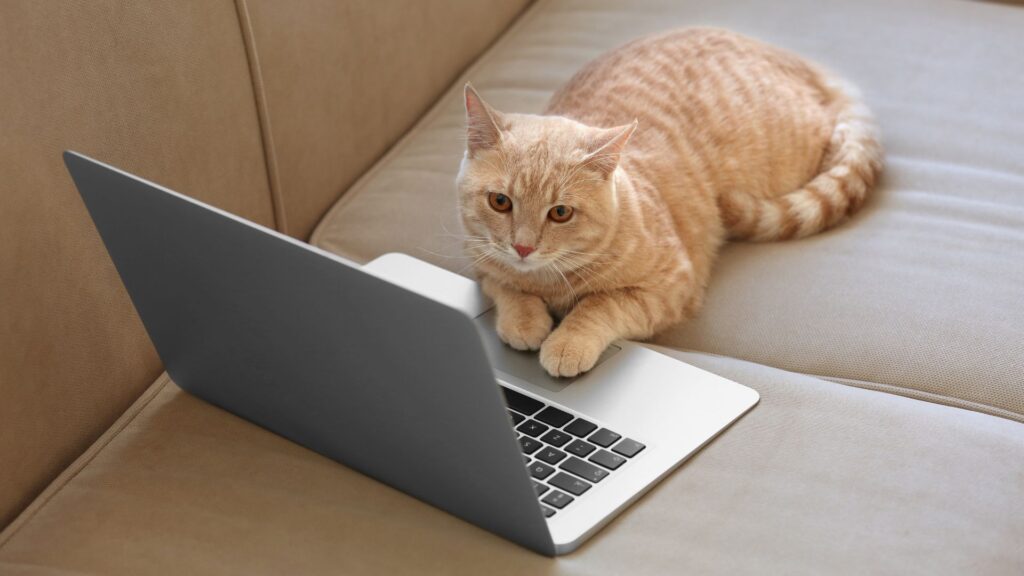 猫の写真